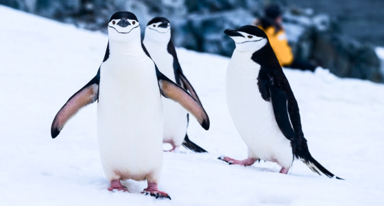 Три пингвина.